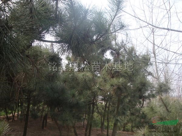 山東黑松包裝信息