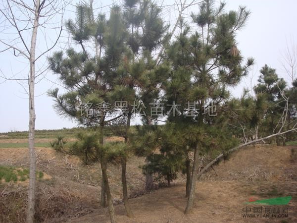 山東黑松包裝信息