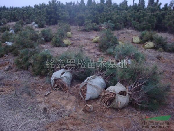 山東黑松米徑D10米徑D12最新報(bào)價(jià)/黑松米徑D10米徑
