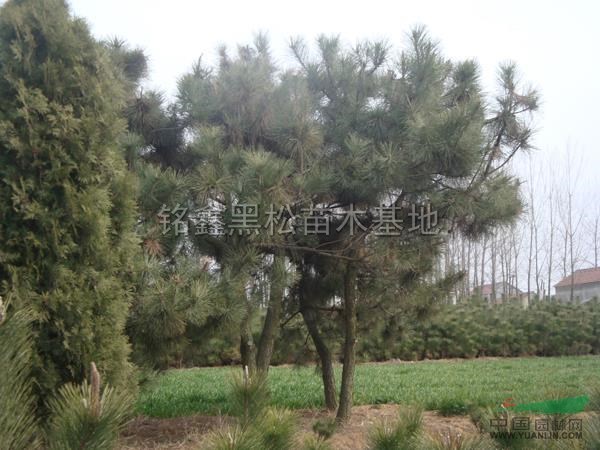 山東黑松米徑D10米徑D12最新報(bào)價(jià)/黑松米徑D10米徑