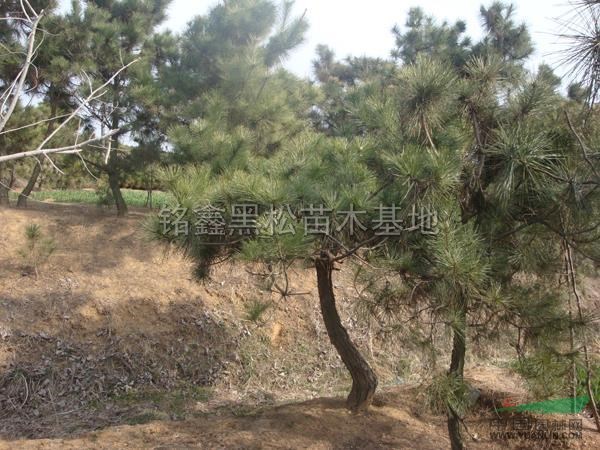 天然造型黑松最新價格/天然造型黑松報價