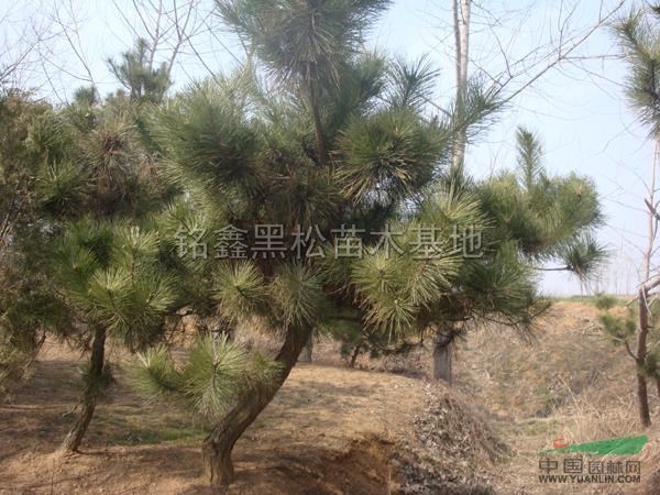 天然造型黑松最新價格/天然造型黑松報價