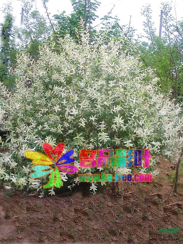 彩葉柳最新價格/彩葉柳報價