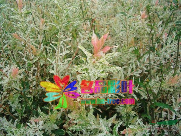 彩葉柳最新價格/彩葉柳報價