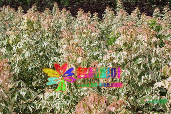 粉葉復葉槭2報價/粉葉復葉槭2河南報價
