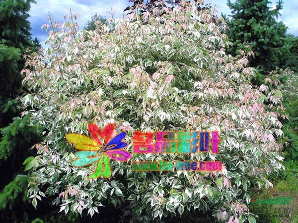 粉葉復葉槭2報價/粉葉復葉槭2河南報價