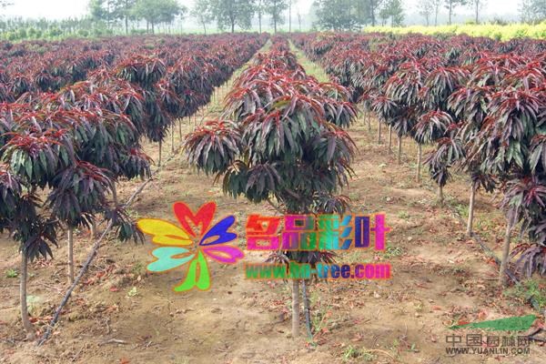 河南紅傘壽星桃信息