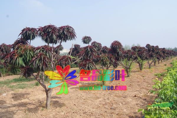 河南紅傘壽星桃信息