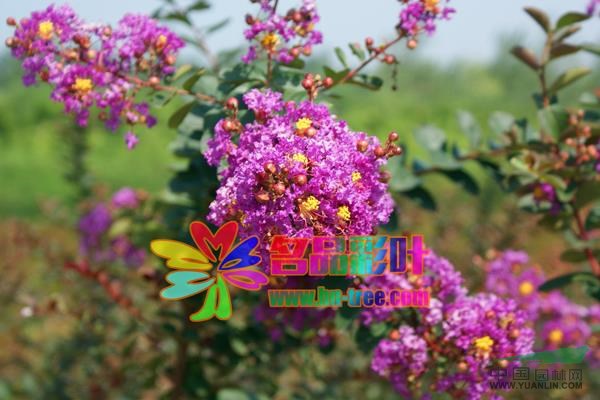 紅云紫薇2行情報(bào)價(jià)\紅云紫薇2圖片展示