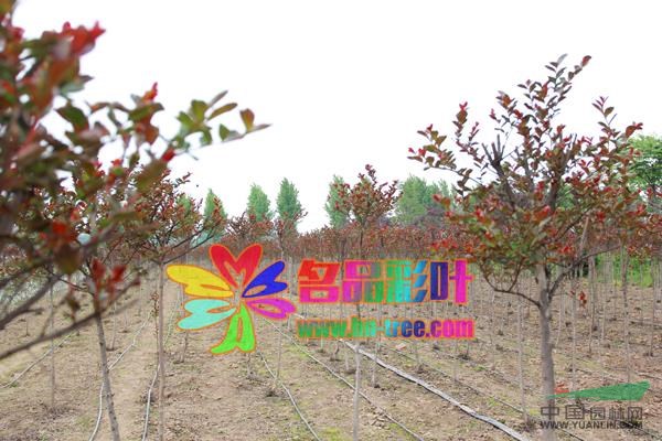 紅云紫薇2行情報(bào)價(jià)\紅云紫薇2圖片展示