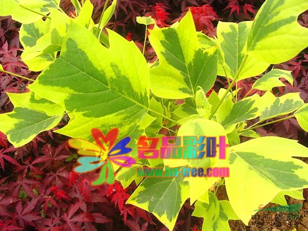 金邊馬褂木供應(yīng)/金邊馬褂木圖片