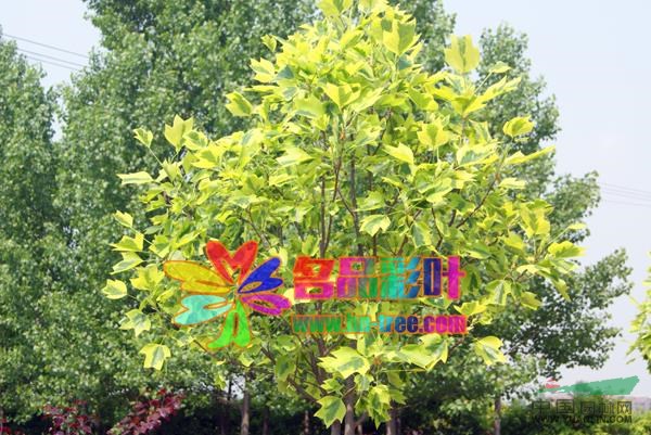 金邊馬褂木供應(yīng)/金邊馬褂木圖片