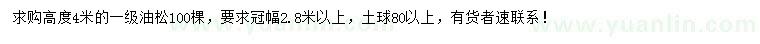 求購高4米油松