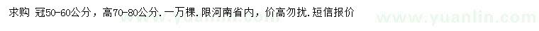 求購高70-80公分紅葉石楠