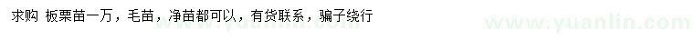 求購板栗苗毛苗