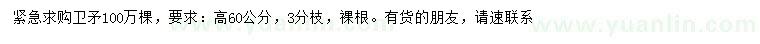 求購高60公分衛矛