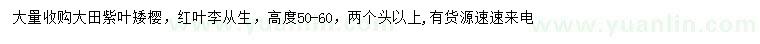 求購高50-60公分紫葉矮櫻、紅葉李