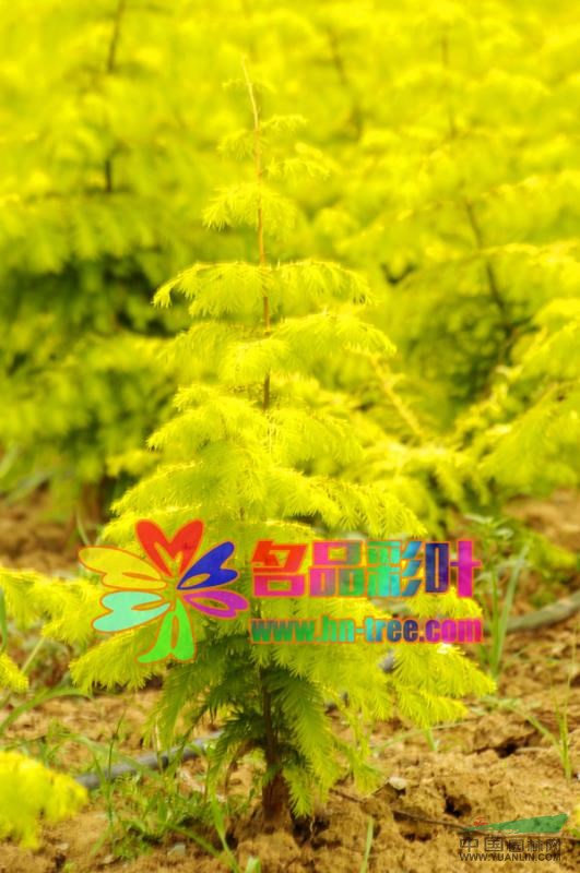 金葉水杉2供應(yīng)/金葉水杉2圖片