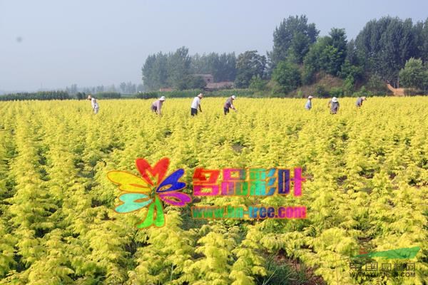 金葉水杉2供應(yīng)/金葉水杉2圖片