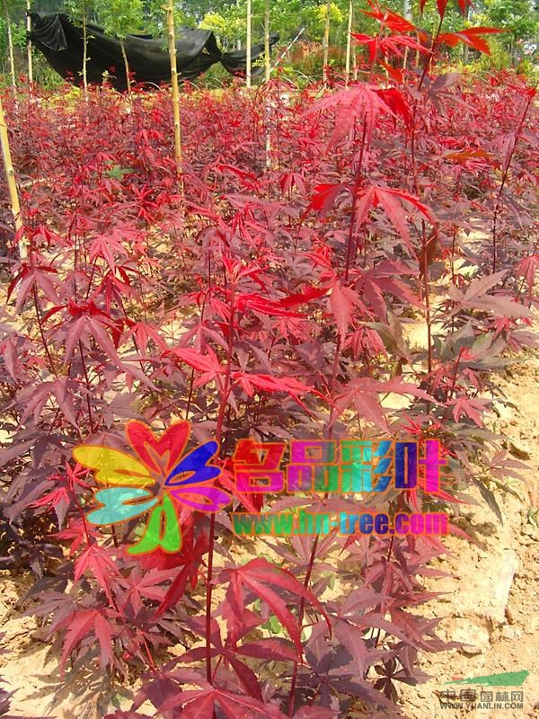 歐洲紅楓-三季紅最新價格/歐洲紅楓-三季紅報價