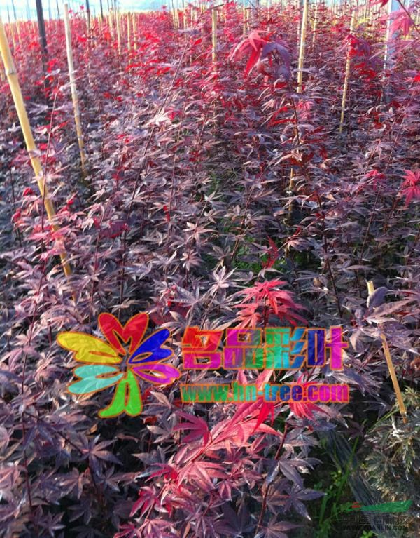 歐洲紅楓-三季紅最新價格/歐洲紅楓-三季紅報價