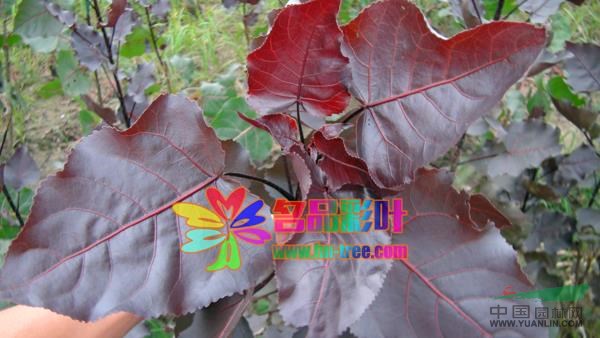 三季紅楊報(bào)價(jià)/河南三季紅楊報(bào)價(jià)
