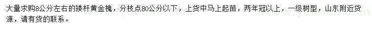 求購8公分左右黃金槐