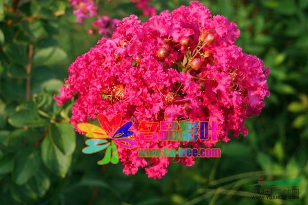 河南玫瑰紅紫薇最新報(bào)價(jià)/玫瑰紅紫薇圖片