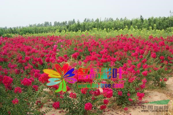 河南玫瑰紅紫薇最新報(bào)價(jià)/玫瑰紅紫薇圖片