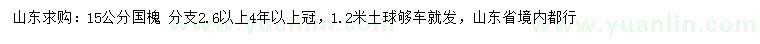求購15公分國槐