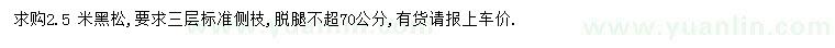 求購250公分黑松