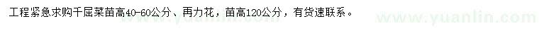 求購高40-60公分千屈菜、120公分再力花