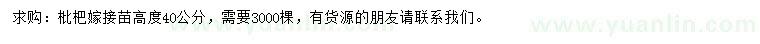 求購高40公分枇杷小苗