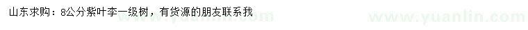 求購8公分紫葉李