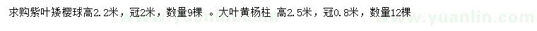 求購高2.2米紫葉矮櫻球、2.5米大葉黃楊柱