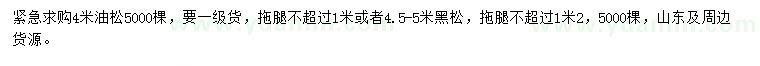 求購4米油松、4.5-5米黑松