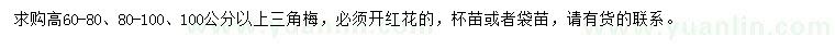 求購高60-80、80-100、100公分以上三角梅