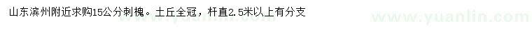 求購15公分刺槐