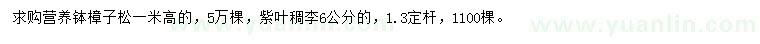 求購(gòu)高1米營(yíng)養(yǎng)缽樟子松、6公分紫葉稠李