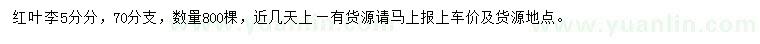 求購5公分紅葉李