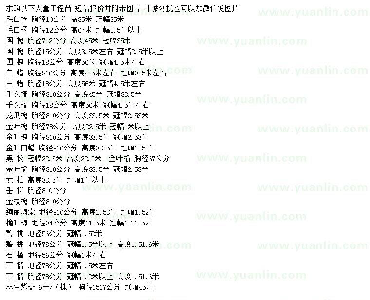 求購毛白楊、國槐、白蠟等