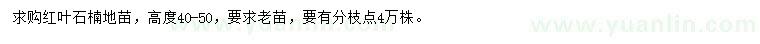 求購(gòu)高40-50公分紅葉石楠