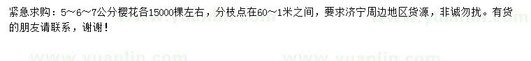 求購5、6、7公分櫻花