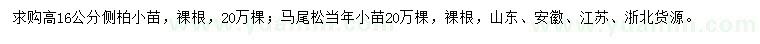 求購高16公分側(cè)柏小苗、馬尾松當年小苗