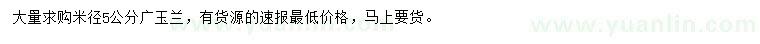 求購米徑5公分廣玉蘭