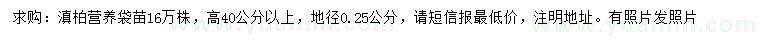 求購高40公分以上滇柏