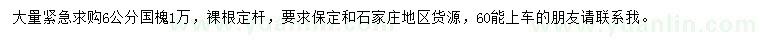 求購6公分國槐