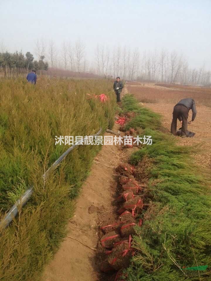 江苏蜀桧价格 蜀桧基地批发 蜀桧最新报价