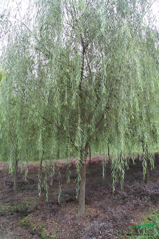 柳樹價格 米徑5-8公分垂柳批發(fā) 貴州柳樹基地 工程苗木