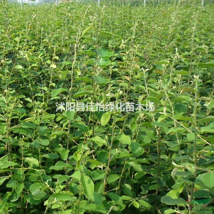 園林綠化木瓜樹 木瓜樹小苗 皺皮木瓜  海棠木瓜 木瓜樹價格